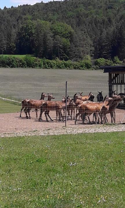 Waldschänke am Hirschpark